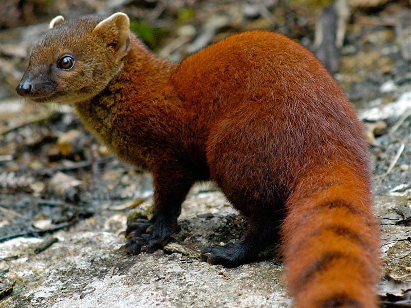 Marojejy National Park