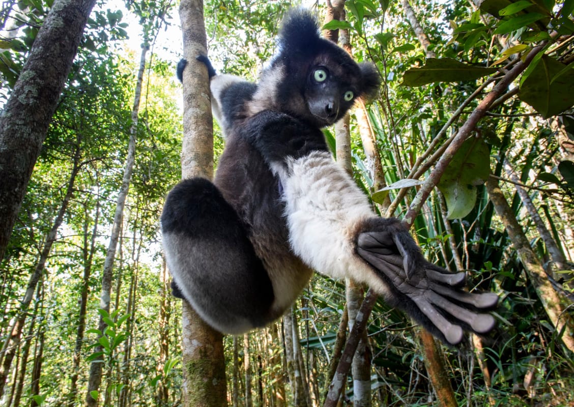 Rainforest to Beach Madagascar Honeymoon