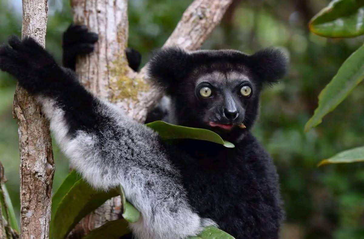 Andasibe-Mantadia National Park