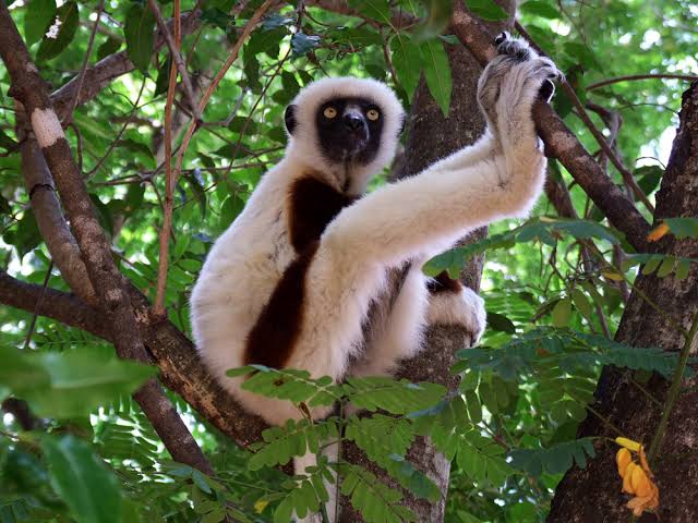 North West Madagascar — photo 4