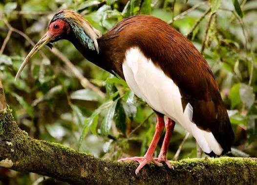Ankarafantsika National Park