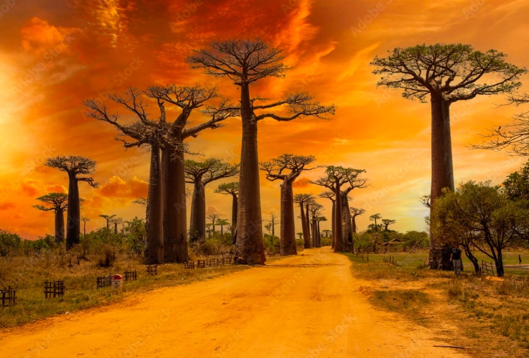Avenue of the Baobabs