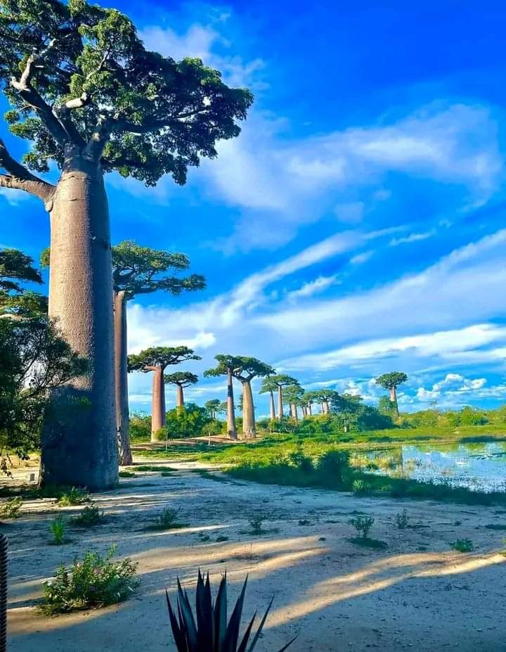 Avenue of the Baobabs, Kirindy Forest, Belo sur Mer, Makay and the Western Route — photo 2