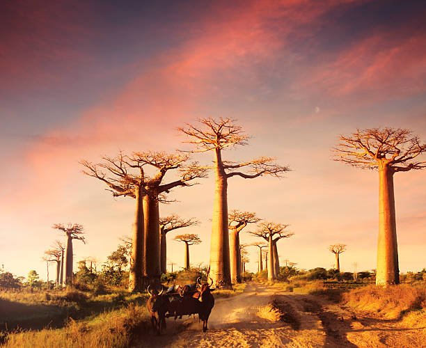 Avenue of the Baobabs, Kirindy Forest, Belo sur Mer, Makay and the Western Route