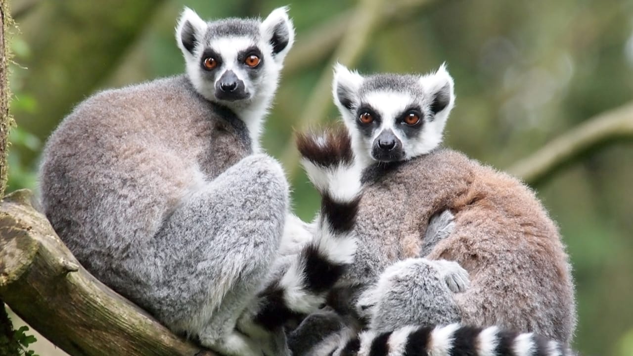Southern Madagascar Romantic Adventure