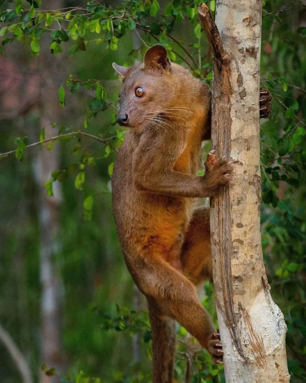 Western Wildlife & Fossa Search
