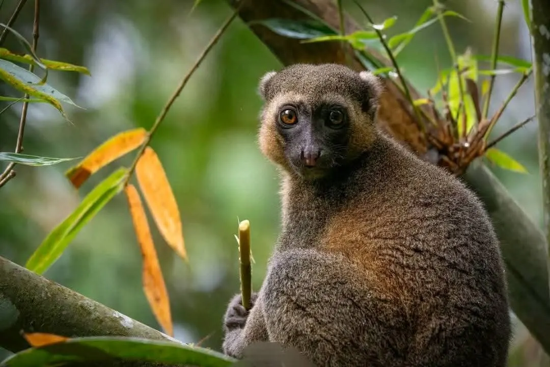 Lemur Park