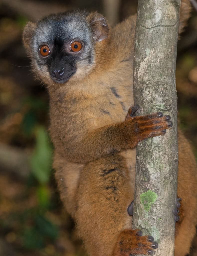 Madagascar Lemur Lovers Tour